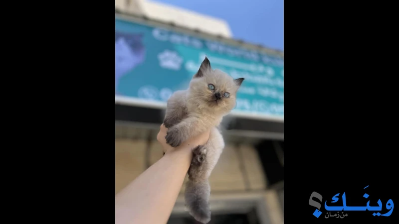 متوفر انثى هَماليا شوكليت