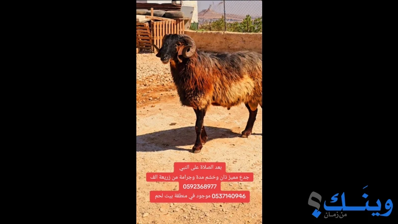 خروف جدع