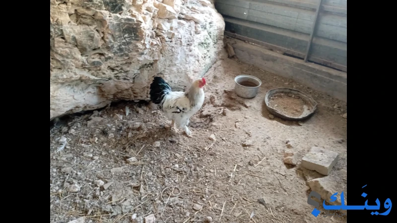 فراخ بلدي