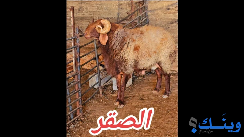 جدع مميز جوز بجوز ذان وخشم مدة وجرامة من زريعة الف