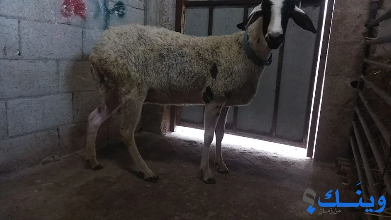 خروف عشار 4 شهور