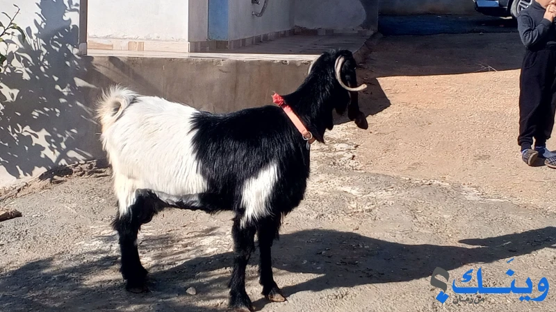 عنزين عشار