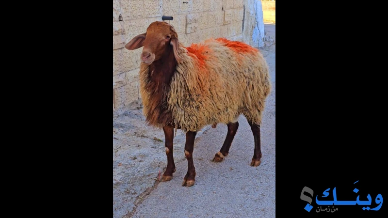 خروف