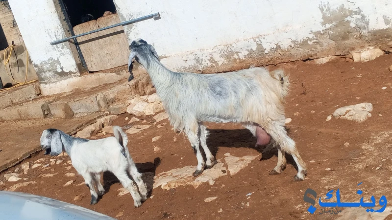 عنز وراها سخلة بنتها