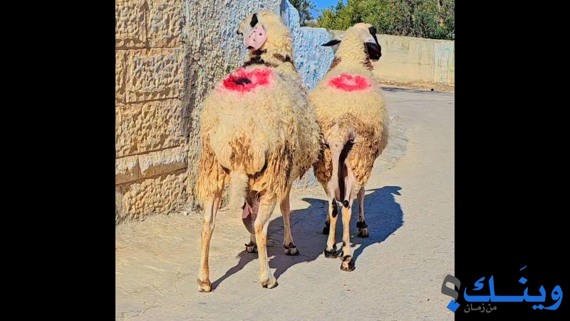 جدعتين قبرصيات