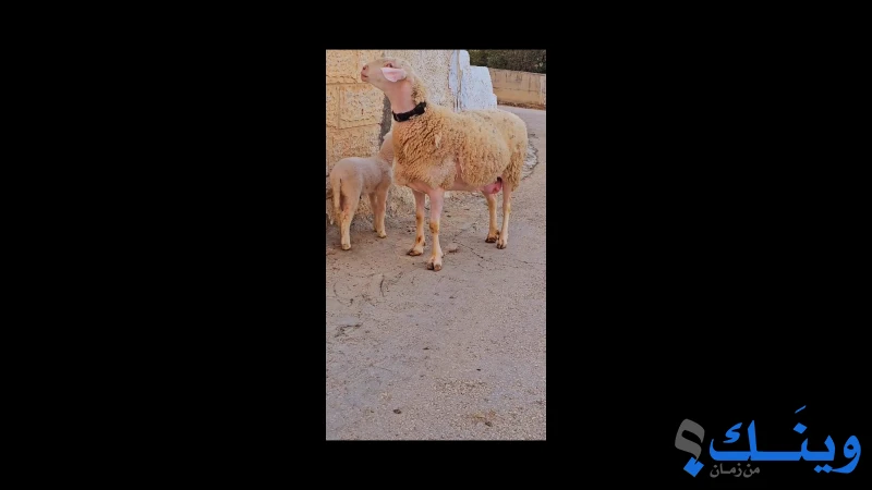 جدعه موليدت الاصلي
