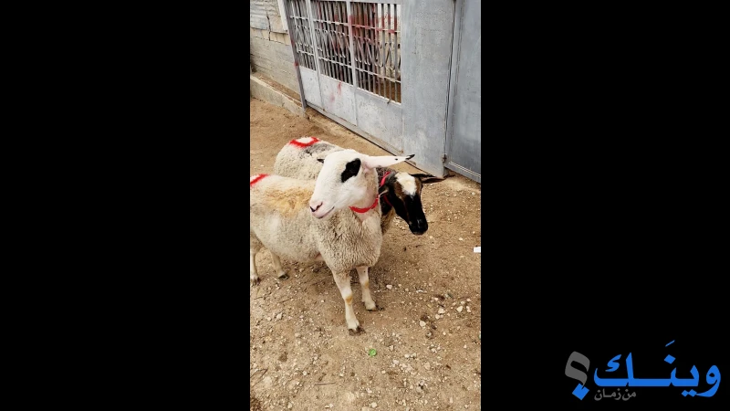 جداعات عشار قوق 4 شهور