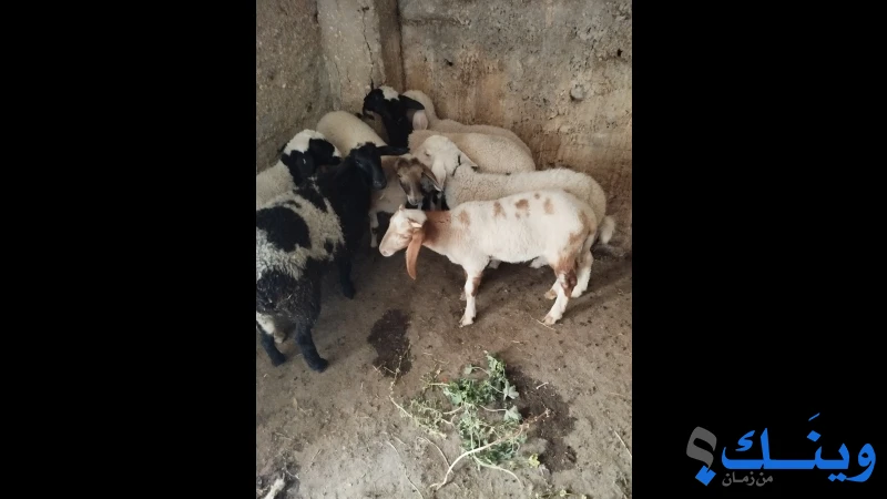 أربع خرفان وثلاث حملات