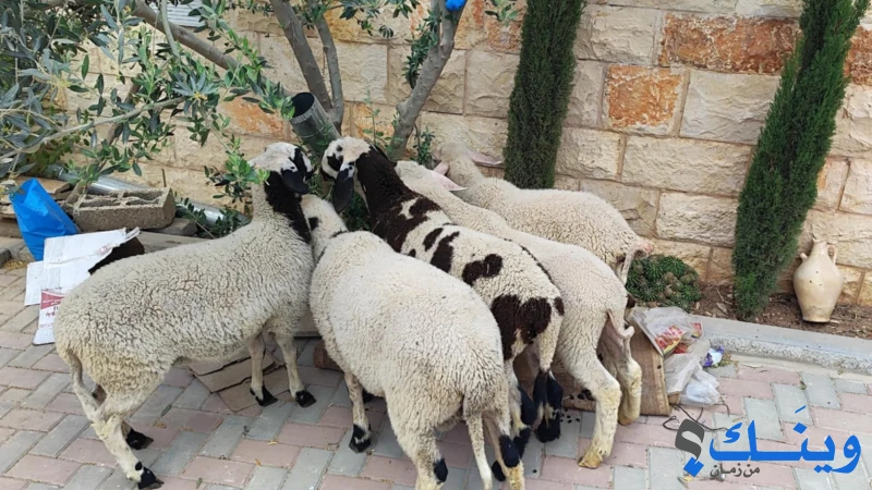 4 عابورات وخاروف