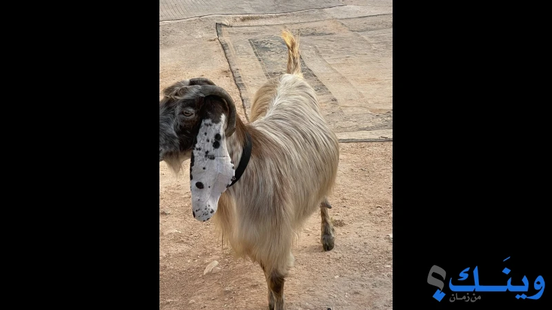 غنمة جرمة  جدا