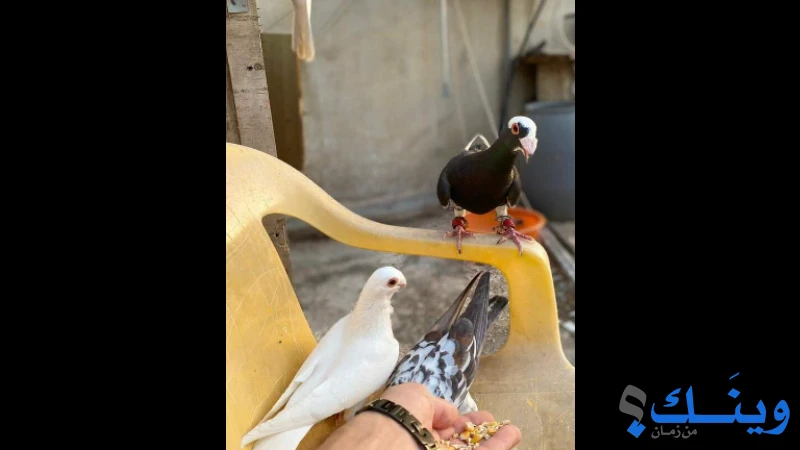 حمام زاجل ٥٠ جوز