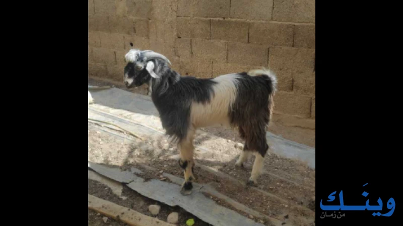 غنم