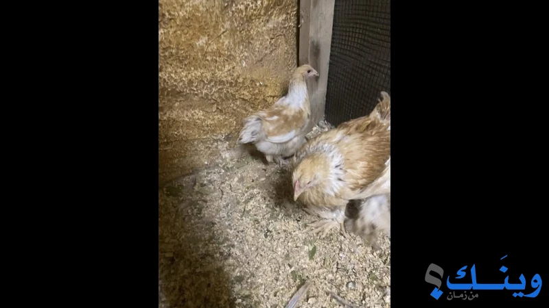 جواز براهما ليموني