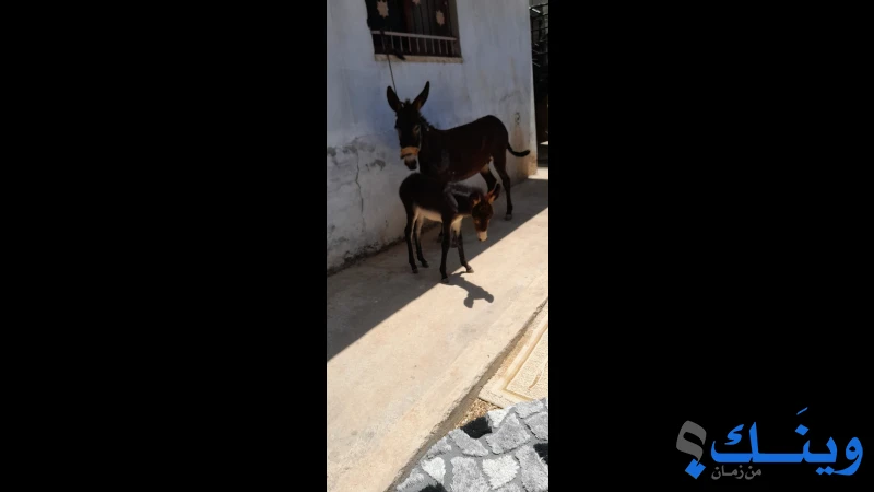 جحشه نضيفه وعاقله مع الغنم العمر 3 سنين معها بنتها