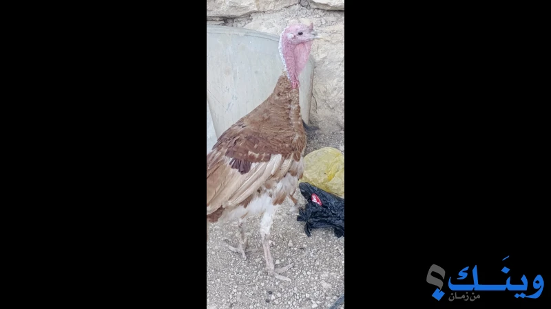 دكر حبش سوري ضخم الف الف