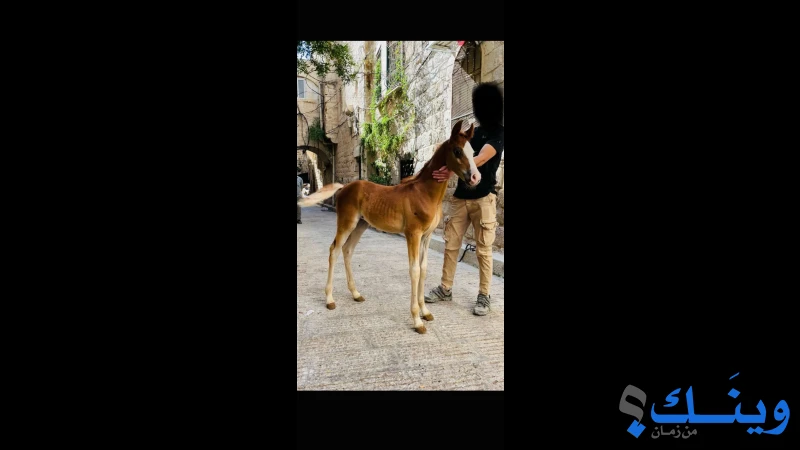 مهر عربي