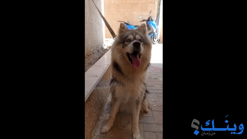 هاسكي