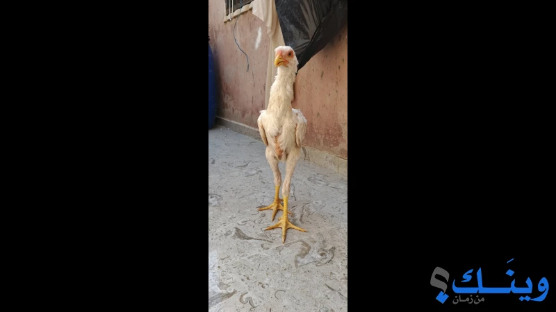 جوز فراخ كوبرا على ملايا