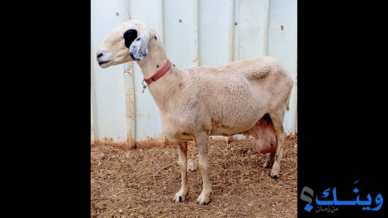 جدعة قبرصية