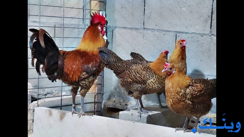 دجاج فيومي ذهبي