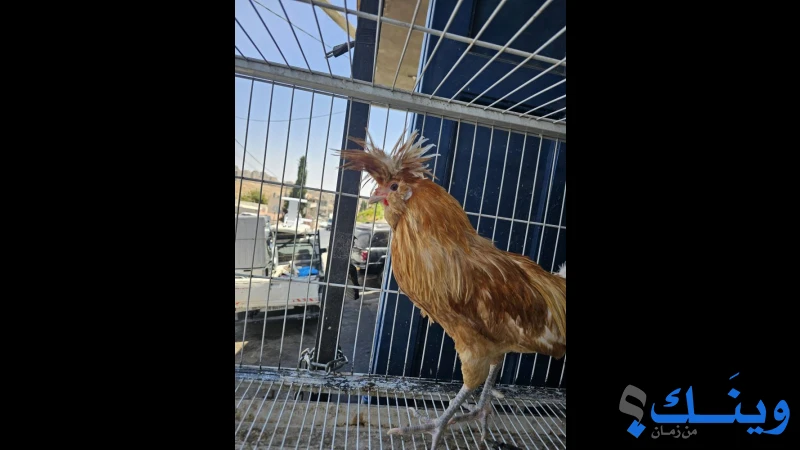 ديك بلوني