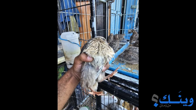 22 حبة فر على وجه بيض و 20 فراخ دجاج عمر شهر
