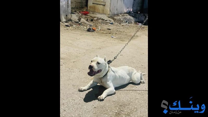 أنثى بتبول بولي عمر سنه وشهرين