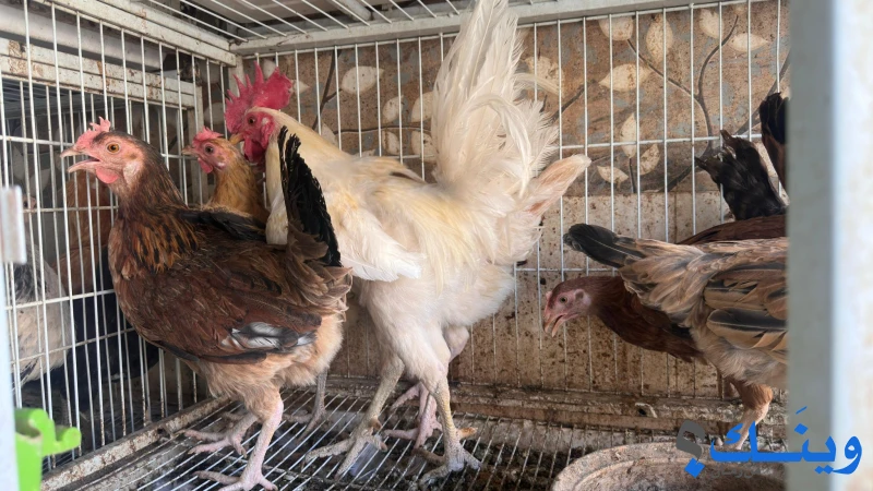 فراخ بلدخ