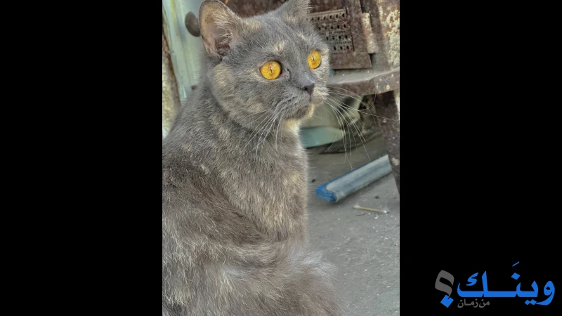 قطة انثى بريطاني