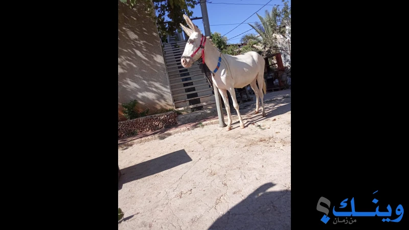 حمارة للبيع عمر سنه وثلاث شهور