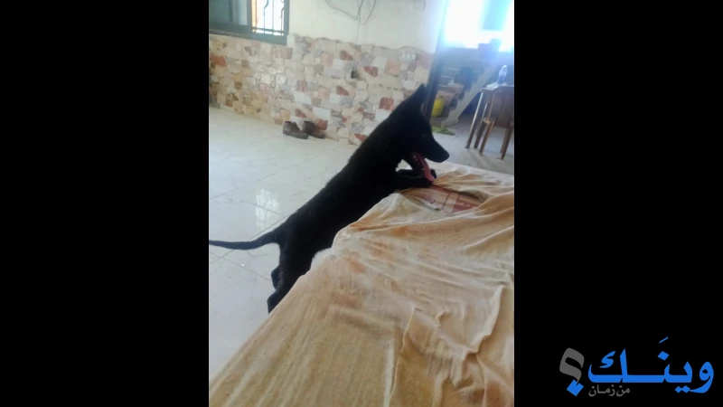 جرو ملينو بلاك