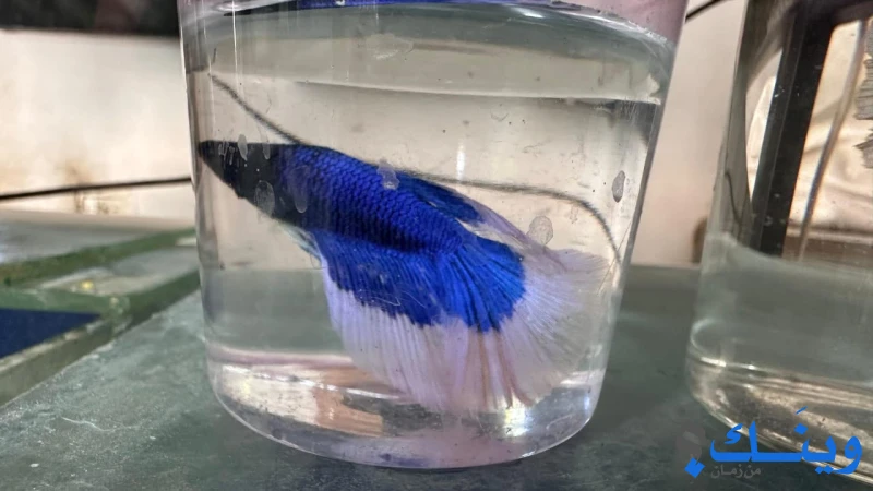 أسماك مختلفة الأشكال والألوان