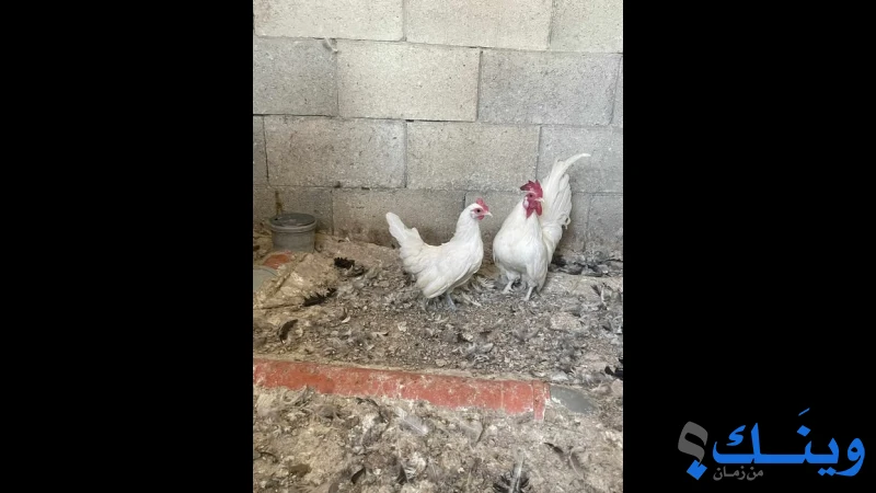 دجاج شابو للبيع
