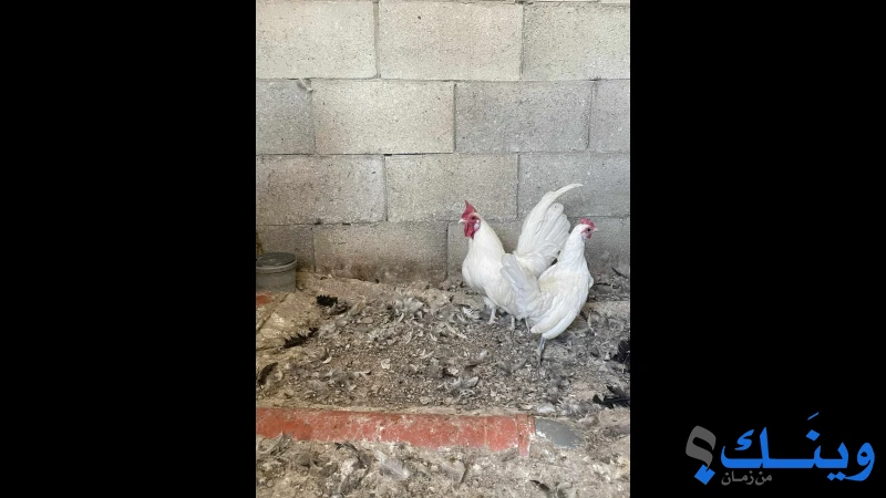 دجاج سيراما امريكى للبيع