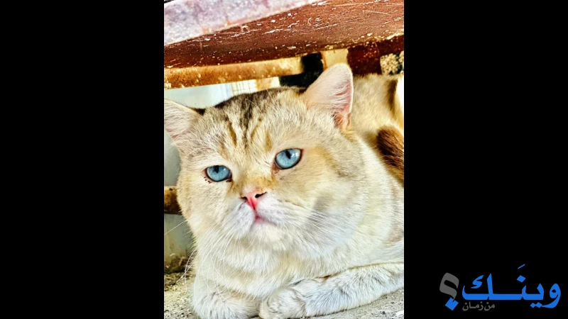 قطط ذكور