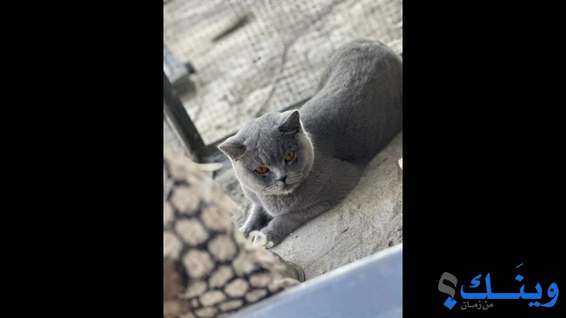 قطة أنثى برتش