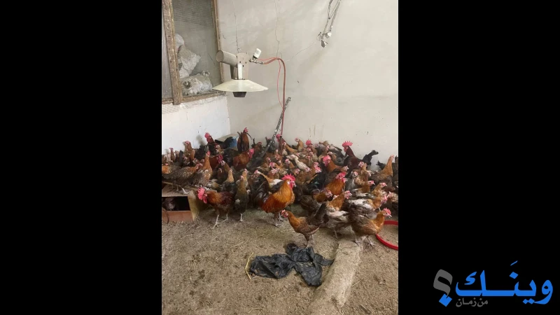 دجاجة الفيومي الدهبي