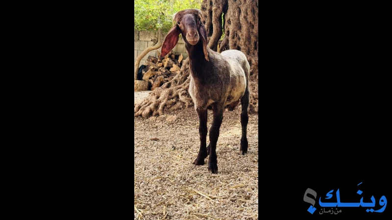 خروف عمره أربعة أشهر