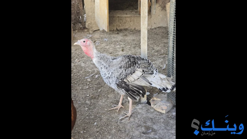 12 حبة حبش أمريكي للبيع