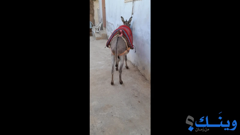 حمار  5 سنين للبيع