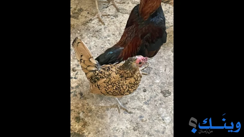 جوز شايش دجاج كرميدي
