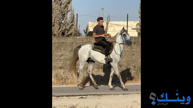 حصان ثلاث سنين عالي وضخم