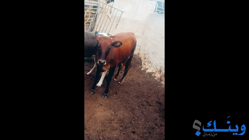 عجل وعجلة للبيع