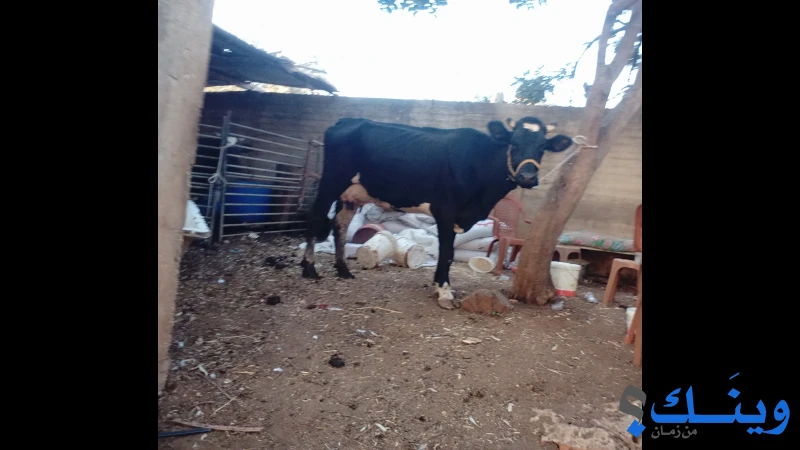 بقرة بكرية أول بطن