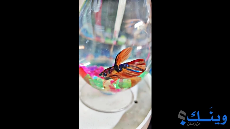 مجموعة متنوعة ومختلفة من الأسماك