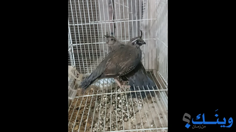 جوز طيور كاليفورنيا