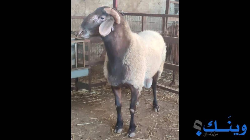 غنمة جدع من سلالة العواسي