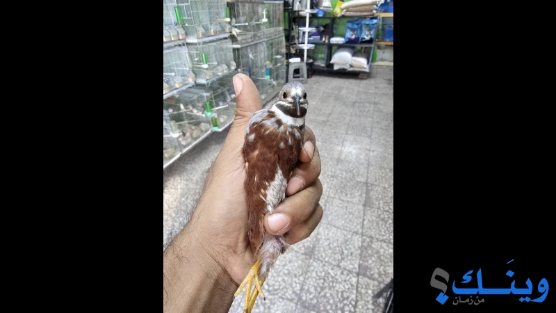 حمام ماسي(الصيني)