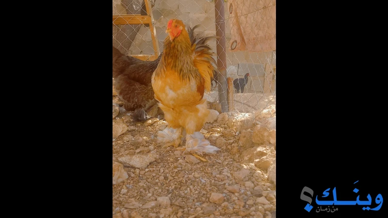 ديك براهما ليموني