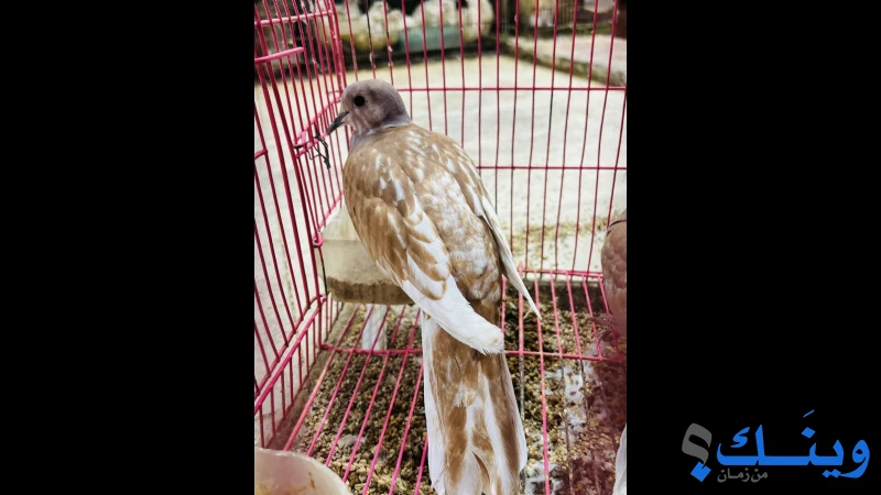 جوز يمام طفرة